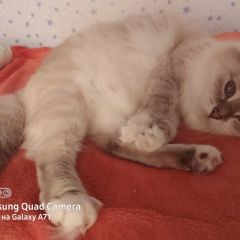 Подробнее об объявлении «Пропала кошка Чебоксары» Фото: пропала кошка Невская маскарадная «Пропала кошка Чебоксары» в г. Чебоксары