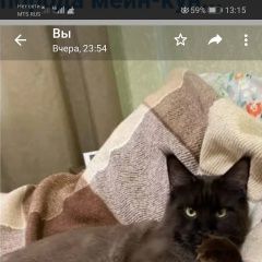 Подробнее об объявлении «Пропал кот Томск» Фото: пропала кошка Мейн-кун «Пропал кот Томск» в г. Томск