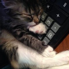 Подробнее об объявлении «Пропала кошка Реутов» Фото: пропала кошка  «Пропала кошка Реутов» в г. Реутов