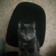 Подробнее об объявлении «Курск Пропала кошка помогите найти» Фото: пропала кошка  «Курск Пропала кошка помогите найти» в г. Курск