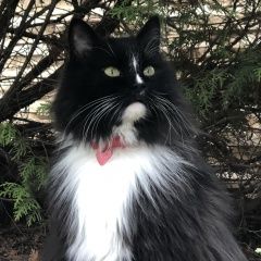 Подробнее об объявлении «Москва Пропал кот из снт «согласие-1»» Фото: пропала кошка  «Москва Пропал кот из снт «согласие-1»» в г. Москва