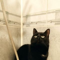 Подробнее об объявлении «Москва Пропал кот. район м. аэропорт» Фото: пропала кошка  «Москва Пропал кот. район м. аэропорт» в г. Москва