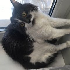 Подробнее об объявлении «Пропала кошка Реутов» Фото: пропала кошка Сибирская кошка «Пропала кошка Реутов» в г. Реутов