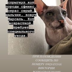 Подробнее об объявлении «Пермь Пропал кот марсик выпрыгнул из окна, возможно, кто» Фото: пропала кошка  «Пермь Пропал кот марсик выпрыгнул из окна,...» в г. Пермь