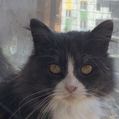 Подробнее об объявлении «Пропал кот любимый котик Симферополь» Фото: пропала кошка  «Пропал кот любимый котик Симферополь» в г. Симферополь