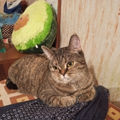Подробнее об объявлении «Москва Пропала кошка потерялась кошка» Фото: пропала кошка  «Москва Пропала кошка потерялась кошка» в г. Москва