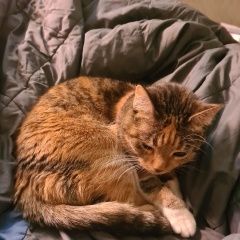 Подробнее об объявлении «Пропала кошка Черноголовка» Фото: пропала кошка  «Пропала кошка Черноголовка» в г. Черноголовка