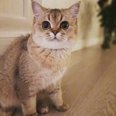Подробнее об объявлении «Севастополь Пропала кошка» Фото: пропала кошка  «Севастополь Пропала кошка» в г. Севастополь