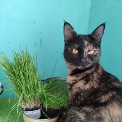 Подробнее об объявлении «Москва Пропала кошка» Фото: пропала кошка  «Москва Пропала кошка» в г. Москва