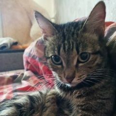 Подробнее об объявлении «Пропала кошка в районе дома ул. тюленина 19/2 Новосибирск» Фото: пропала кошка  «Пропала кошка в районе дома ул. тюленина 19/2...» в г. Новосибирск