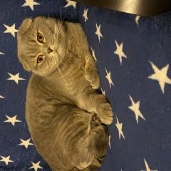 Подробнее об объявлении «Москва Пропал кот» Фото: пропала кошка Скоттиш фолд (шотландская вислоухая) «Москва Пропал кот» в г. Москва