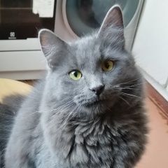 Подробнее об объявлении «Пропала кошка Санкт-Петербург» Фото: пропала кошка  «Пропала кошка Санкт-Петербург» в г. Санкт-Петербург