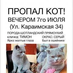 Подробнее об объявлении «Пропал кот Симферополь» Фото: пропала кошка Скоттиш страйт (шотландская прямоухая) «Пропал кот Симферополь» в г. Симферополь