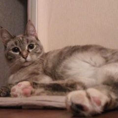 Подробнее об объявлении «Пропала кошка кошечка. малышка. Тогучин» Фото: пропала кошка  «Пропала кошка кошечка. малышка. Тогучин» в г. Тогучин