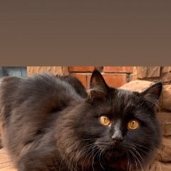 Подробнее об объявлении «Мытищи Пропал кот чёрный кот» Фото: пропала кошка  «Мытищи Пропал кот чёрный кот» в г. Мытищи