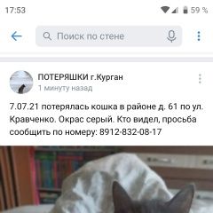 Подробнее об объявлении «Пропала кошка нет Курган» Фото: пропала кошка  «Пропала кошка нет Курган» в г. Курган