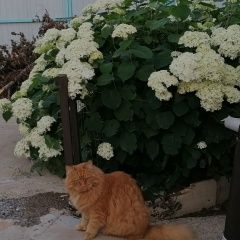 Подробнее об объявлении «Москва Пропал кот помогите найти кота» Фото: пропала кошка  «Москва Пропал кот помогите найти кота» в г. Москва