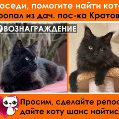 Подробнее об объявлении «Раменское Пропал кот» Фото: пропала кошка Мейн-кун «Раменское Пропал кот» в г. Раменское