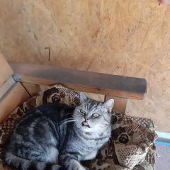 Подробнее об объявлении «Пропала кошка Самара» Фото: пропала кошка Британская короткошерстная кошка «Пропала кошка Самара» в г. Самара