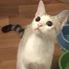 Подробнее об объявлении «Пропала кошка Подольск» Фото: пропала кошка  «Пропала кошка Подольск» в г. Подольск