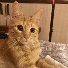 Подробнее об объявлении «Москва Пропала кошка рыжая кошка щукино» Фото: пропала кошка  «Москва Пропала кошка рыжая кошка щукино» в г. Москва