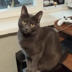 Подробнее об объявлении «Пропал кот Зеленоград» Фото: пропала кошка  «Пропал кот Зеленоград» в г. Зеленоград