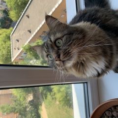 Подробнее об объявлении «Пропал кот Подольск» Фото: пропала кошка  «Пропал кот Подольск» в г. Подольск