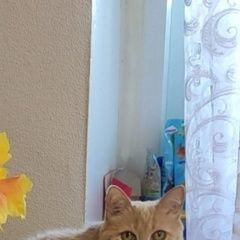 Подробнее об объявлении «Иваново Пропала кошка маша» Фото: пропала кошка  «Иваново Пропала кошка маша» в г. Иваново