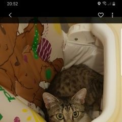 Подробнее об объявлении «Калининград (Кенигсберг) Пропала кошка» Фото: пропала кошка  «Калининград (Кенигсберг) Пропала кошка» в г. Калининград (Кенигсберг)