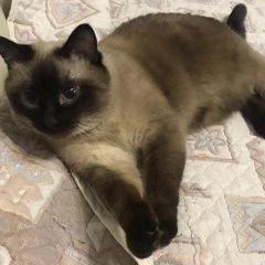 Подробнее об объявлении «Москва Пропала кошка» Фото: пропала кошка  «Москва Пропала кошка» в г. Москва