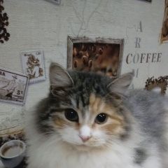 Подробнее об объявлении «Пропала кошка Фирсановка» Фото: пропала кошка  «Пропала кошка Фирсановка» в г. Фирсановка