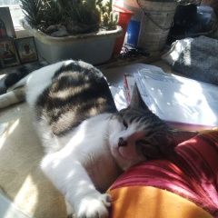 Подробнее об объявлении «Воронеж Пропал кот будем благодарны и материально.» Фото: пропала кошка  «Воронеж Пропал кот будем благодарны и материально.» в г. Воронеж