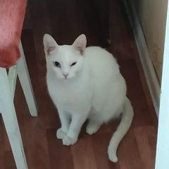 Подробнее об объявлении «Тула Пропал кот белый кот» Фото: пропала кошка  «Тула Пропал кот белый кот» в г. Тула
