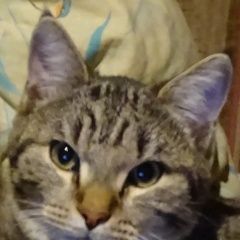 Подробнее об объявлении «Пропала кошка кот Новосибирск» Фото: пропала кошка  «Пропала кошка кот Новосибирск» в г. Новосибирск