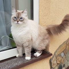 Подробнее об объявлении «Пропала кошка белая с голубыми глазами Троицк» Фото: пропала кошка Невская маскарадная «Пропала кошка белая с голубыми глазами Троицк» в г. Троицк