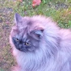 Подробнее об объявлении «Ярославль Пропала кошка телищево» Фото: пропала кошка  «Ярославль Пропала кошка телищево» в г. Ярославль