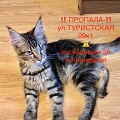 Подробнее об объявлении «Москва Пропала кошка северное тушино» Фото: пропала кошка Мейн-кун «Москва Пропала кошка северное тушино» в г. Москва