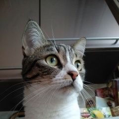 Подробнее об объявлении «Пропала кошка потерялась кошка. маршала блюхера 14 Санкт-Петербург» Фото: пропала кошка  «Пропала кошка потерялась кошка. маршала блюхера...» в г. Санкт-Петербург