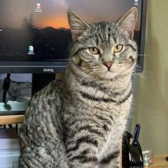 Подробнее об объявлении «Пропал кот Ростов-на-Дону» Фото: пропала кошка  «Пропал кот Ростов-на-Дону» в г. Ростов-на-Дону