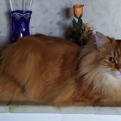 Подробнее об объявлении «Пропала кошка Можайск» Фото: пропала кошка Мейн-кун «Пропала кошка Можайск» в г. Можайск