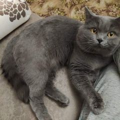 Подробнее об объявлении «Пропал кот шотландской породы Чебоксары» Фото: пропала кошка Шотландский сеттер (гордон) «Пропал кот шотландской породы Чебоксары» в г. Чебоксары