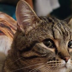 Подробнее об объявлении «Щекино Пропал котик шалфей» Фото: пропала кошка  «Щекино Пропал котик шалфей» в г. Щекино