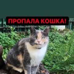 Подробнее об объявлении «Раменское Пропала кошка кратово» Фото: пропала кошка  «Раменское Пропала кошка кратово» в г. Раменское