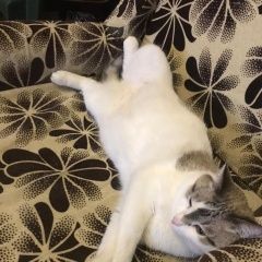 Подробнее об объявлении «Пропал кот по кличке маркиз. Лаишево» Фото: пропала кошка  «Пропал кот по кличке маркиз. Лаишево» в г. Лаишево