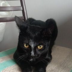 Подробнее об объявлении «Пропал кот черный кот-марик Подольск» Фото: пропала кошка  «Пропал кот черный кот-марик Подольск» в г. Подольск