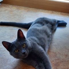 Подробнее об объявлении «Набережные Челны Пропала кошка очень важно 63/01» Фото: пропала кошка  «Набережные Челны Пропала кошка очень важно 63/01» в г. Набережные Челны