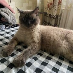 Подробнее об объявлении «Пропал кот Санкт-Петербург» Фото: пропала кошка  «Пропал кот Санкт-Петербург» в г. Санкт-Петербург