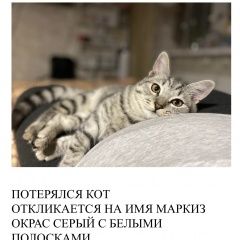 Подробнее об объявлении «Москва Пропал кот кот в марусино» Фото: пропала кошка  «Москва Пропал кот кот в марусино» в г. Москва