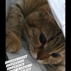 Подробнее об объявлении «Пропала кошка Орехово-Зуево» Фото: пропала кошка  «Пропала кошка Орехово-Зуево» в г. Орехово-Зуево