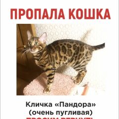 Подробнее об объявлении «Пропала кошка Уфа» Фото: пропала кошка Бенгальская кошка «Пропала кошка Уфа» в г. Уфа